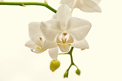 Orchidee n
