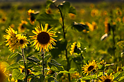 Sonnenblumen im Gegenlicht