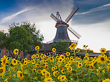 Mühle mit Sonnenblumenfeld