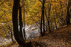 Herbstwald und See